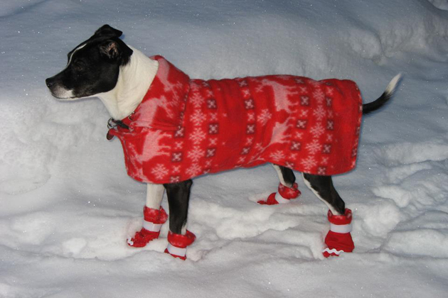 10 Cute Pets Wearing Sweaters