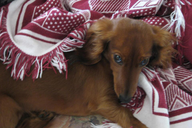 Ginger
