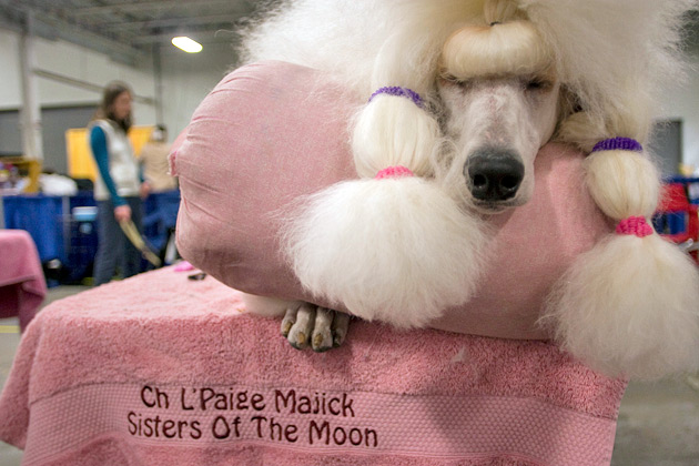 Standard Poodle