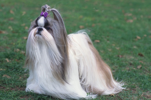 Shih Tzu