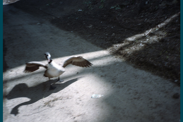 Morning Commute, 2006