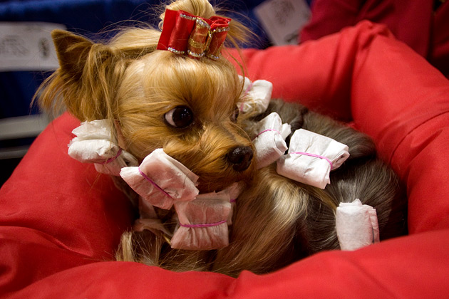 Behind the Scenes at The National Dog Show