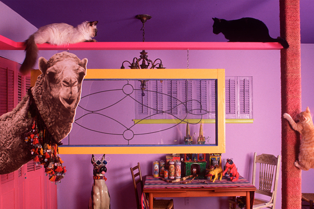 Welcome to Bob Walker's Feline Fun House