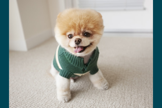 Preppy Boo