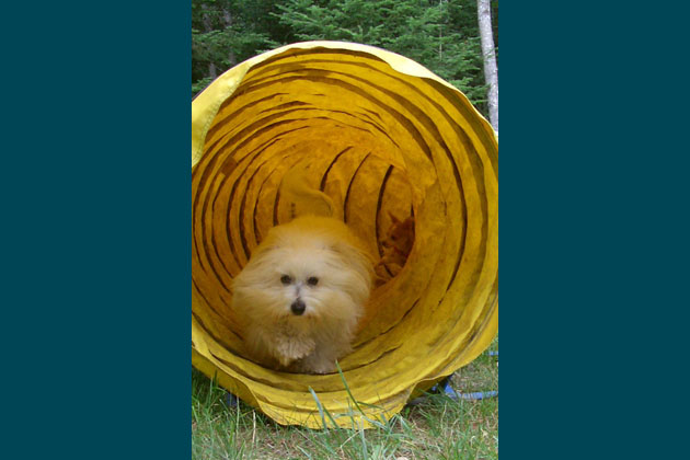 Adventures in Agility