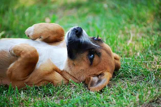 Roll Your Puppy on His Back