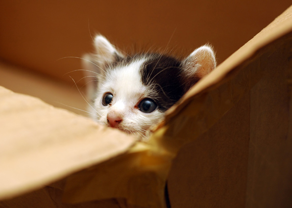 10 Most Popular Kitten Names