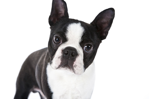 Boston Terrier