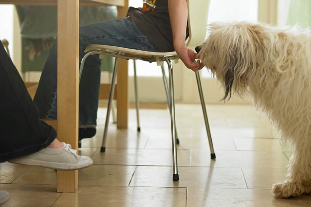 Human Foods That Are Dangerous for Dogs and Cats