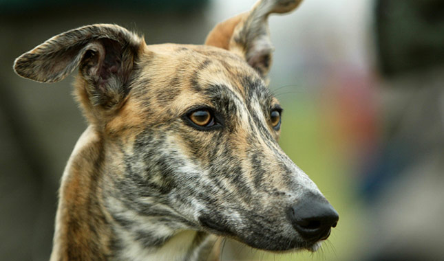 Lurcher Breed Information