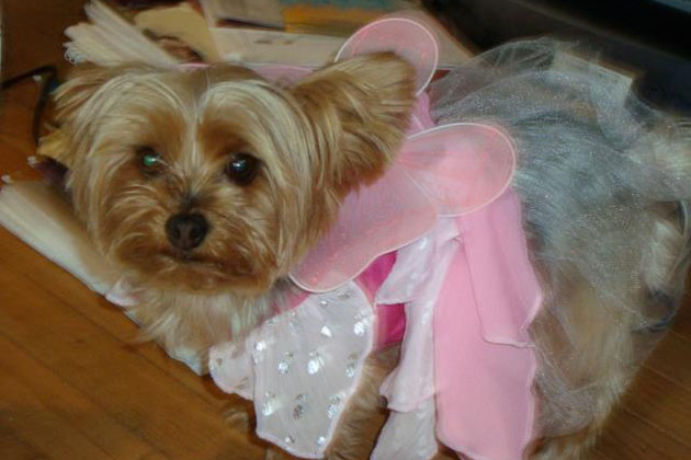 3. Gigi the Fairy