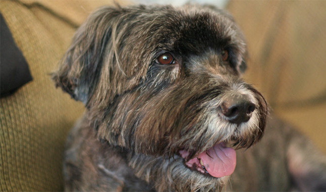 Schnoodle Dog Breed Information