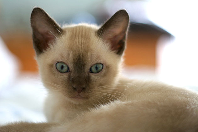 Quarantine Your Kitten