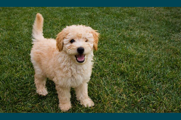 Doodle Dogs Bring Oodles of Joy