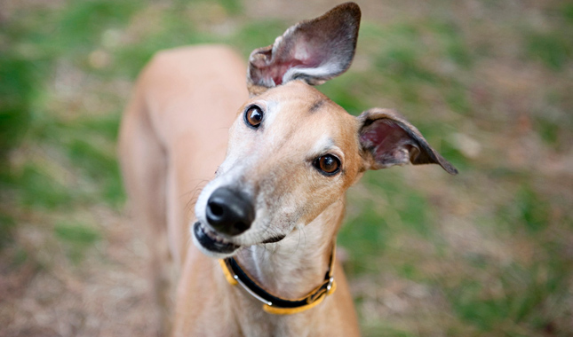 Greyhound Breed Information