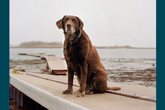 Moxie, 13 - Winthrop, Mass.