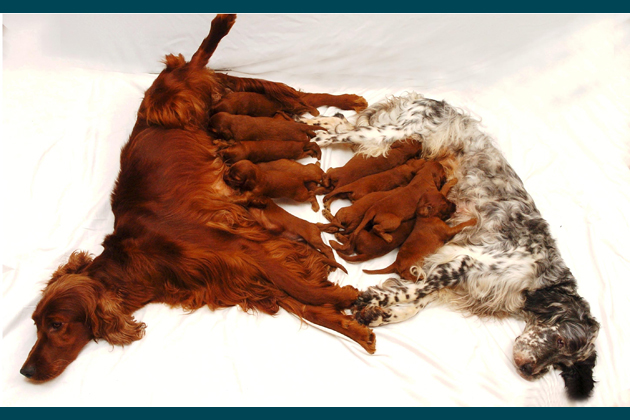 15 Irish Setters