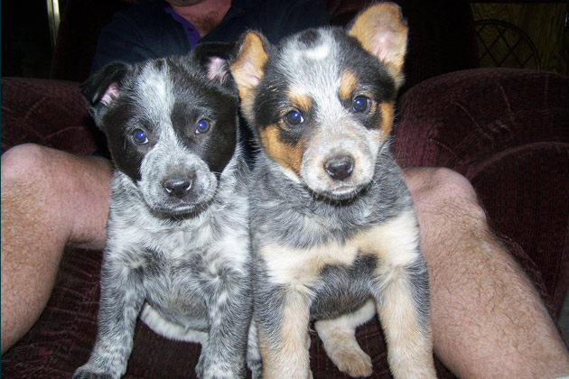 6. Scouty and Lilly Pad