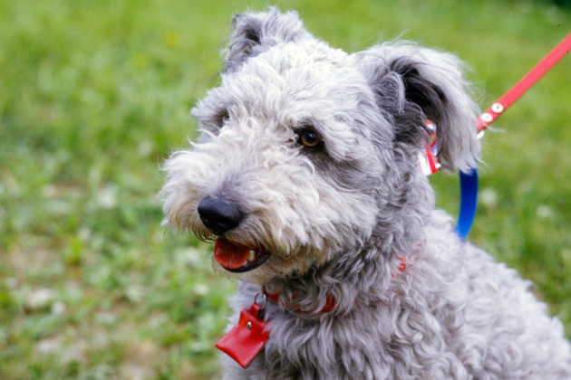 Pumi