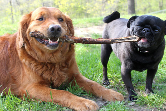 3. Zaro and Milo