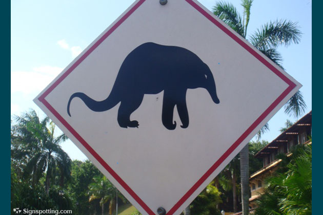 Anteater Crossing