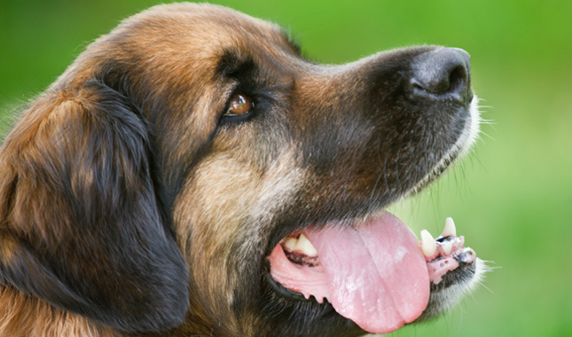 German Shepherd Dog Breed Information