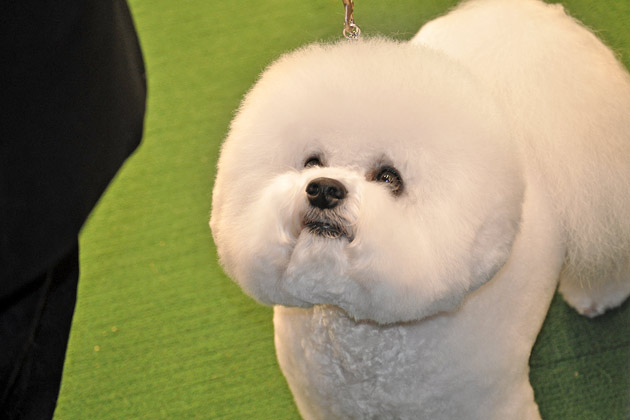 Bichon Frise Fan Base