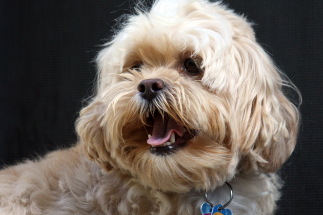 Lhasapoo