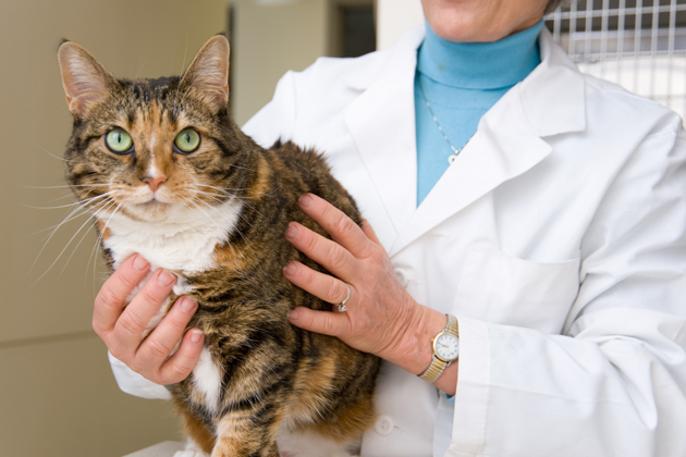 Wise Investment #1: Get a Microchip