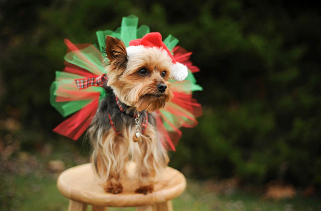 Gifts: Festive Fashion for Dogs Big and Small