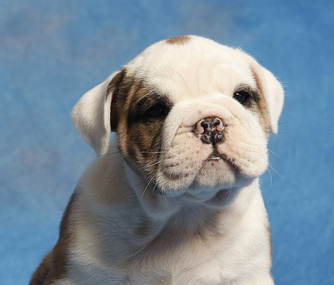 Mascot Madness: Our Picks For The Cutest Animals in The NCAA
