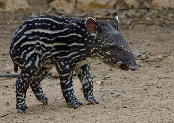 baby-tapir-590sm122112.jpg