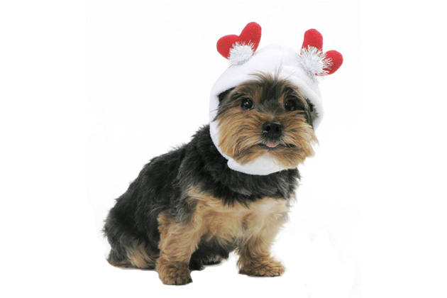 Sweetheart Dog Hat
