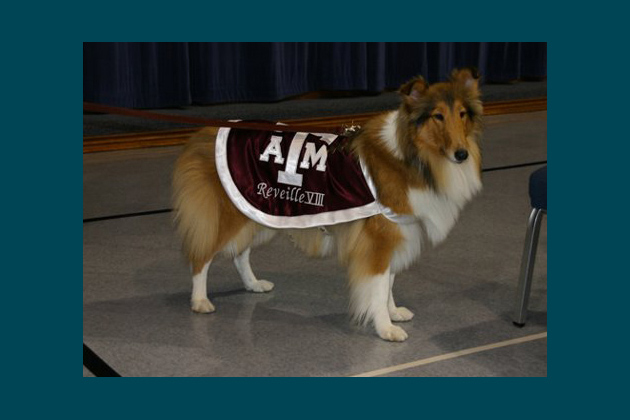 Reveille VIII, Texas A&M University