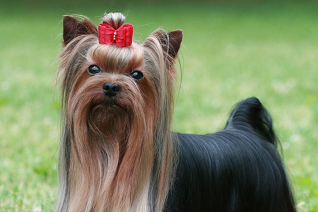 Yorkshire Terrier