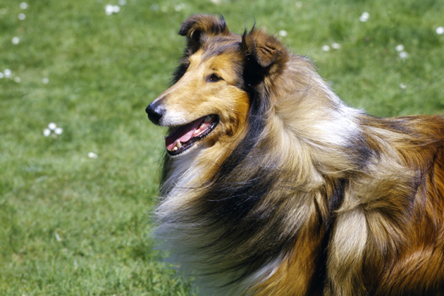Meet 10 People-Pleasing Dog Breeds