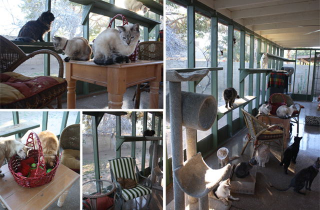 From Functional to Fabulous, These Catio Designs Are Cat-Friendly and Clever