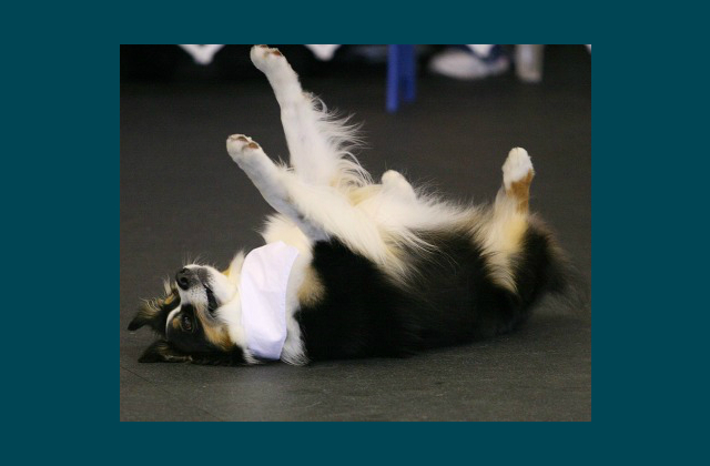 Play Dead