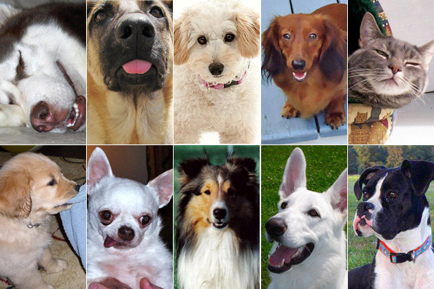 Cute Pet of the Week - October 14, 2011