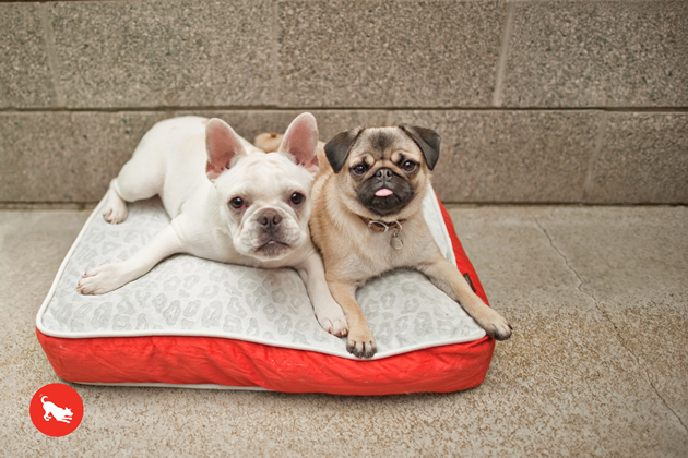 P.L.A.Y. Serengeti Pet Bed