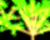 3D abstract Darwania style trees