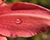 Dew on a Leaf