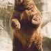 Brown_bear_rearing_thumb