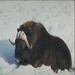 Muskox2_385x261_thumb