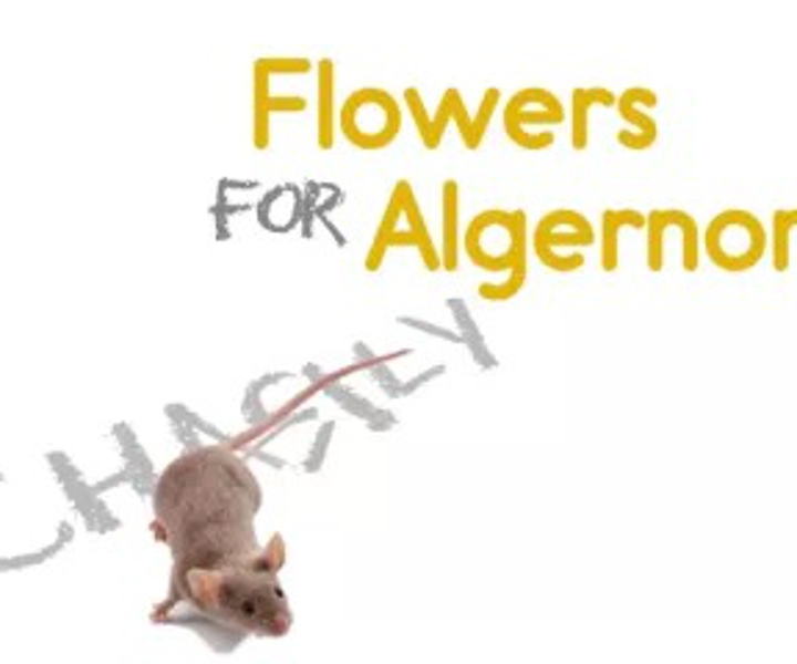 Flowers For Algernon at Central New York Playhouse at the Shoppingtown Mall 2018