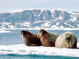Explorers_greenland_kayak4