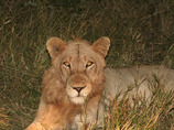 Rhythmofafrica_10_cropped
