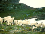 Upper_alsek_river9_cropped