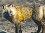 Kongakut_cropped