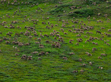 Kongakut3_cropped